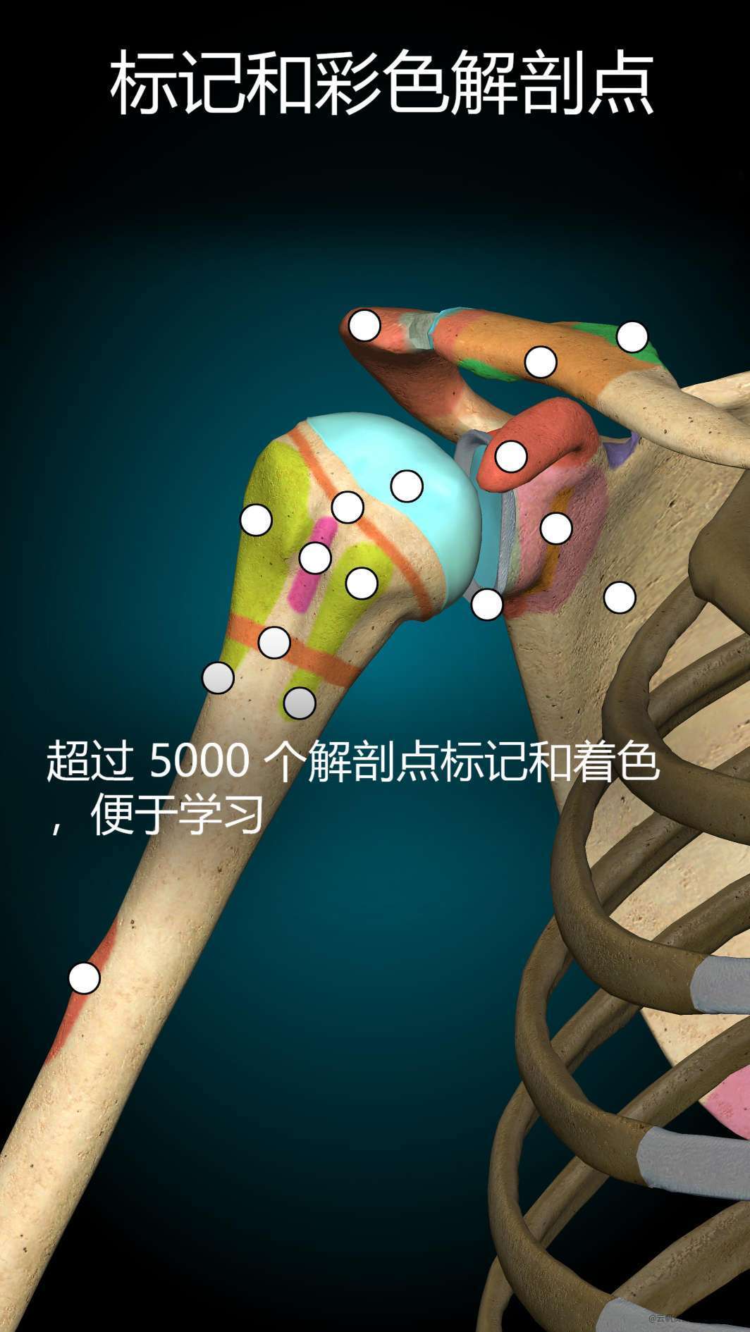 【分享】3D解剖学图谱 v2.1.392 解锁高级版玩机攻略_手机技术分享  第5张