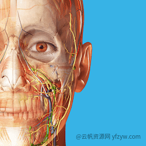 2024人体解剖学图谱！解锁付费高级版❗️  第1张